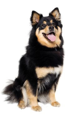 Mutlu Fin Lapphund köpek bakıcılığı. Beyaz bir arkaplanda izole edilmiş