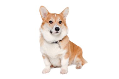 Beyaz arka planda izole edilmiş Galli Corgi Pembroke köpeği