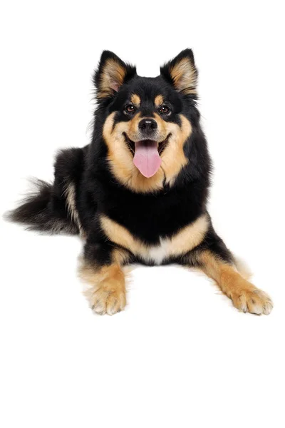 Joyeux Chien Finlandais Lapphund Repos Isolé Sur Fond Blanc — Photo