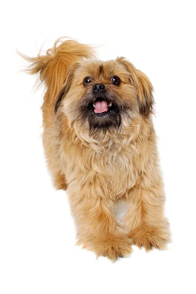 Chien Heureux Shih Tzu Isolé Sur Fond Blanc — Photo