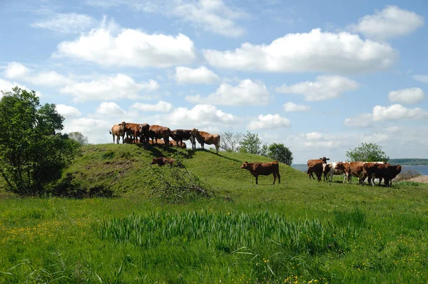 Een Groep Koeien Een Groen Landschap — Stockfoto