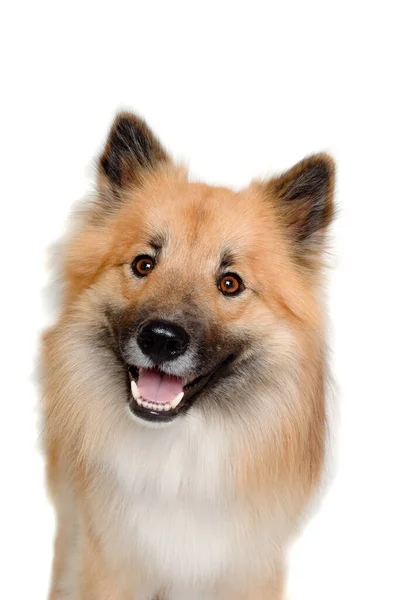 Счастливая Собака Евразия Изолирована Белом Фоне — стоковое фото