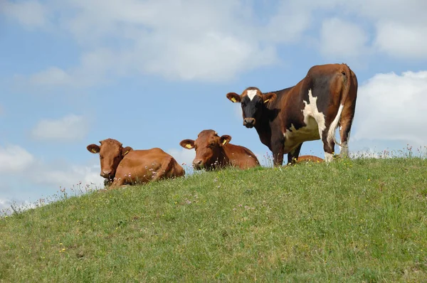 Grupo Vacas Descansando Sobre Hierba Verde — Foto de Stock