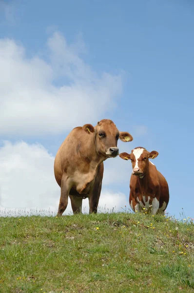 Grupo Vacas Descansando Sobre Hierba Verde —  Fotos de Stock