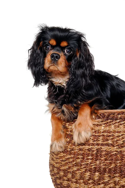 Sad Cavalier King Charles Spaniel Dog Basket Isolatet White Background — Stock Photo, Image