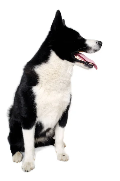 幸せなカレリアンクマ犬に座っている きれいな白い背景に隔離された — ストック写真
