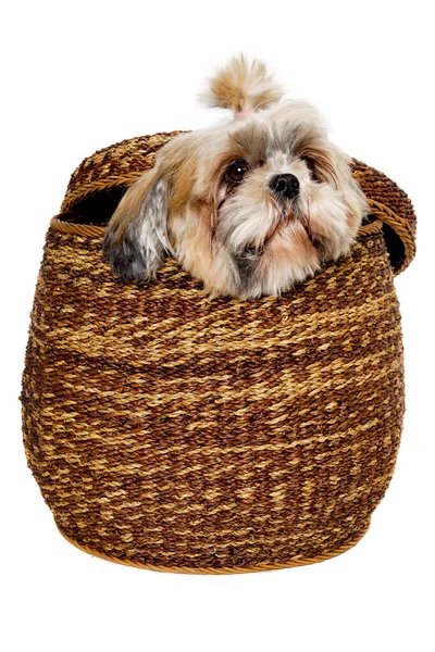 Sad Shih Tzu Dog Basket Isolated Clean White Background — Stock Photo, Image