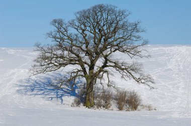 Tree Hill, kış. zemin kar ile örtmek..