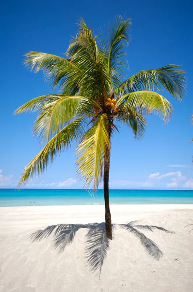 Varadero古巴海滩上的绿色棕榈 — 图库照片