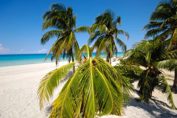 Varadero古巴海滩上的棕榈 — 图库照片