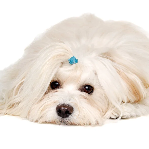 Sorglig Coton Tulear Hund Vilar Isolerad Ren Vit Bakgrund — Stockfoto