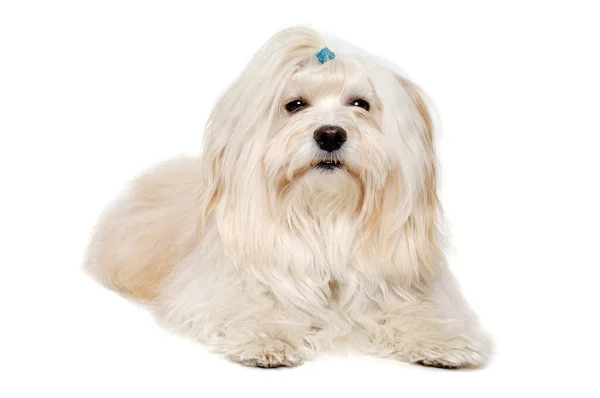 Smutny Pies Coton Tulear Odpoczywa Odizolowany Czystym Białym Tle — Zdjęcie stockowe