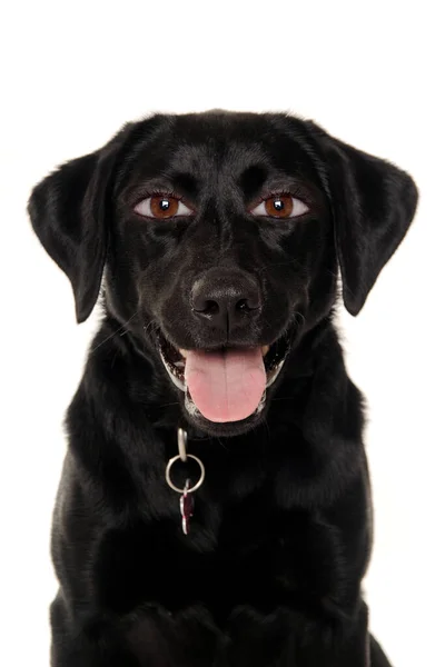 Лабрадор Ретривер Собака Человеческими Глазами Изолированными Чистом Белом Фоне — стоковое фото