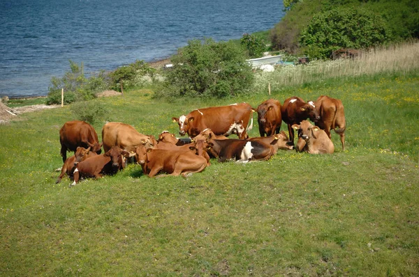 Group Cows Green Landscape — Stock Photo, Image