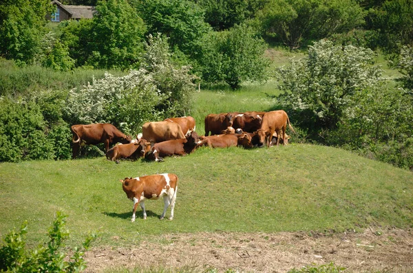 Een Groep Koeien Een Groen Landschap — Stockfoto
