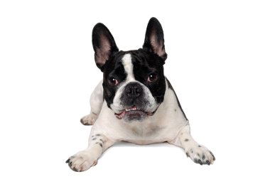 Kızgın Fransız bulldog köpeği beyaz bir arka planda izole edilmiş.