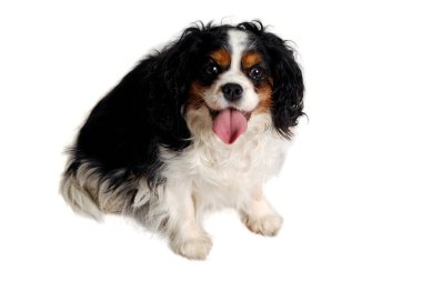 Mutlu Şövalye Kral Charles Spaniel beyaz arka planda köpek karantinası
