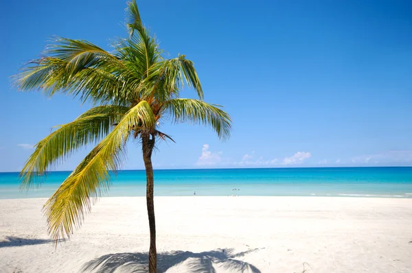 Palme Exotischen Strand Von Varadero Kuba — Stockfoto