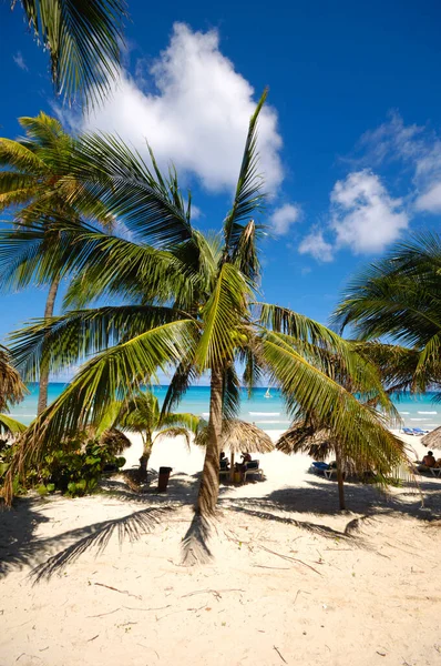 Palme Sulla Spiaggia Esotica Varadero Cuba — Foto Stock