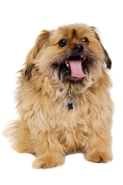 Chien Heureux Shih Tzu Isolé Sur Fond Blanc — Photo