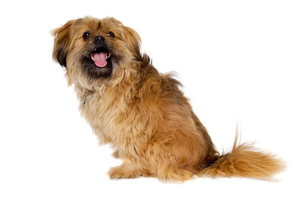 Happy Shih Tzu Perro Aislado Sobre Fondo Blanco —  Fotos de Stock