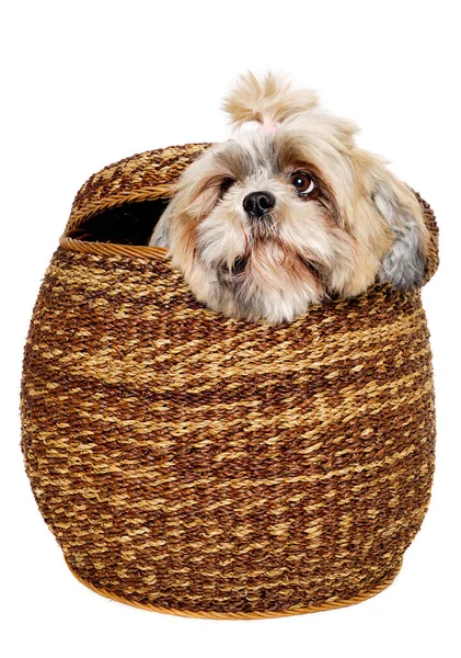 Triste Chien Shih Tzu Dans Panier Isolé Sur Fond Blanc — Photo