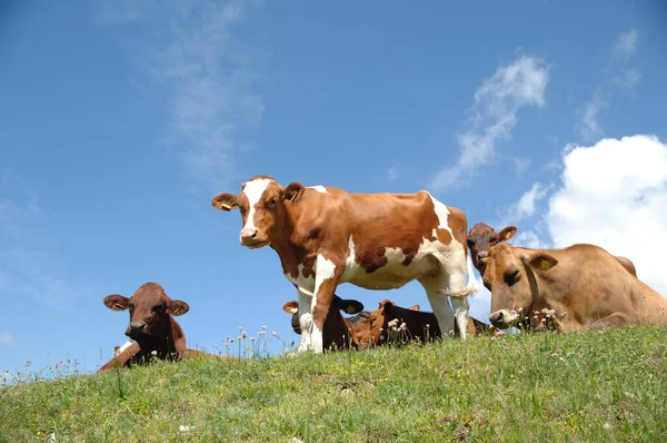 Μια Ομάδα Αγελάδων Που Αναπαύονται Στο Πράσινο Γρασίδι — Φωτογραφία Αρχείου