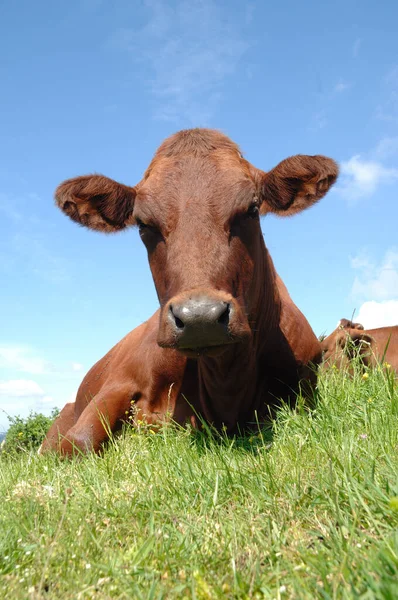 Rosto Vaca Triste Está Descansando Grama Verde — Fotografia de Stock