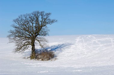 Tree Hill, kış. zemin kar ile örtmek..
