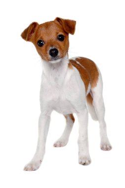 Mutlu Jack Russell-terrier köpeği beyaz bir arka planda izole edilmiş.