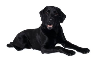 Beyaz arka planda izole edilmiş Mutlu Balck Labrador Retriever Köpeği