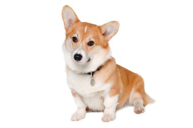 Beyaz arka planda izole edilmiş Galli Corgi Pembroke köpeği