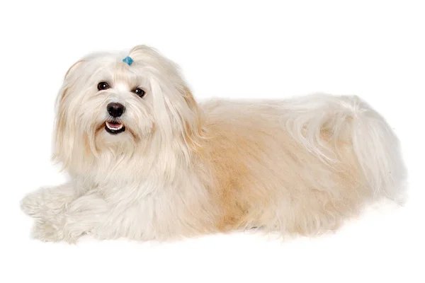 Happe Coton Tulear Dog Resting Isolated Clean White Background — Stock Photo, Image