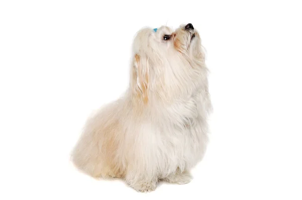 Acontece Coton Tulear Cão Sentado Isolado Fundo Branco Limpo — Fotografia de Stock