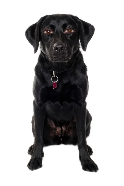 Therianthrope Labrador Retriever Hund Med Mänskliga Ögon Isolerade Ren Vit — Stockfoto