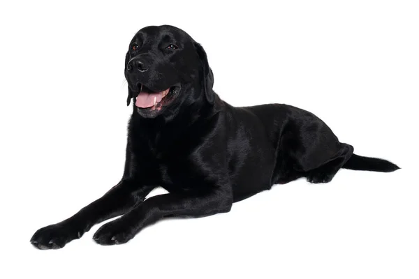 Happy Balck Labrador Retrívr Pes Izolovaný Bílém Pozadí — Stock fotografie