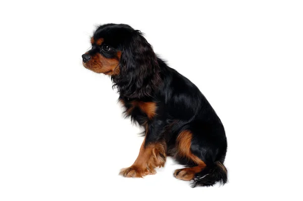 Sad Cavalier King Charles Spaniel Σκύλος Isolatet Λευκό Φόντο — Φωτογραφία Αρχείου