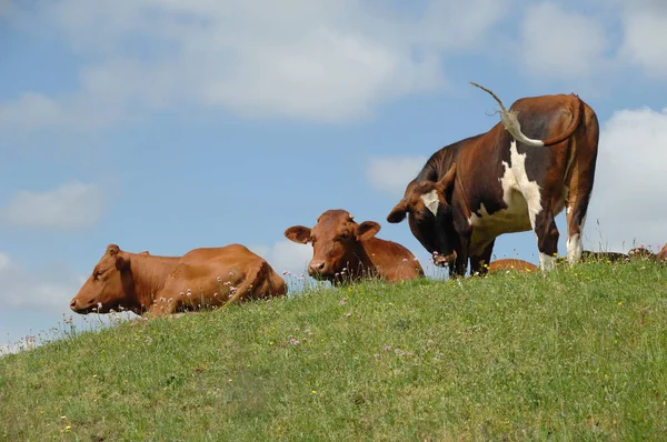 Een Groep Koeien Rustend Groen Gras — Stockfoto