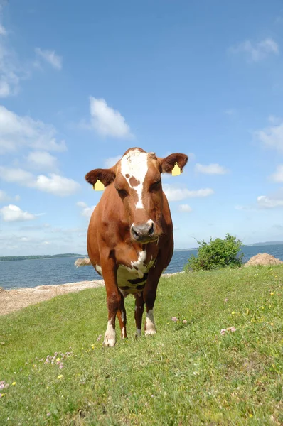 Cow Standing Green Grass Looking — Stock Photo, Image
