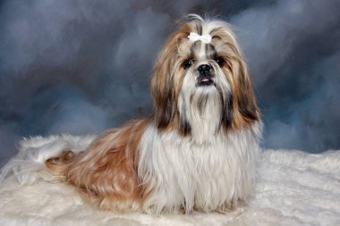 Üzgün shih tzu köpeği oturuyor.