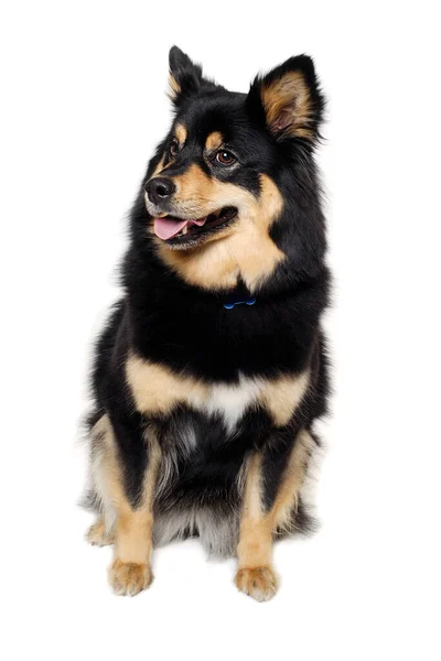 Gelukkige Finse Lapphund Hond Zit Geïsoleerd Een Witte Achtergrond — Stockfoto