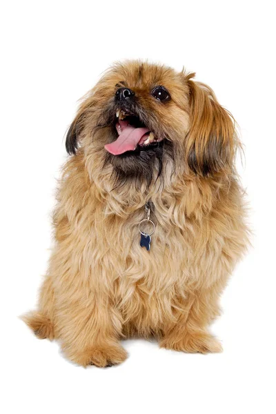 白い背景に孤立した幸せの石頭犬 — ストック写真