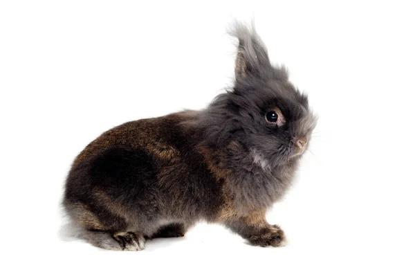 Sweet Sad Rabbit Sitting White Background — Stock Photo, Image