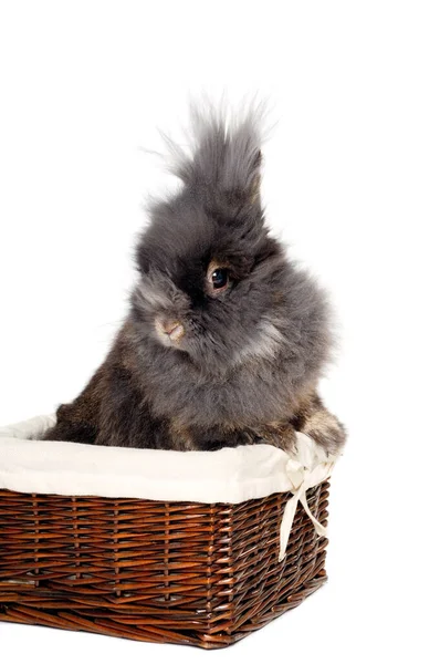 Süßes Trauriges Kaninchen Sitzt Auf Weißem Hintergrund — Stockfoto