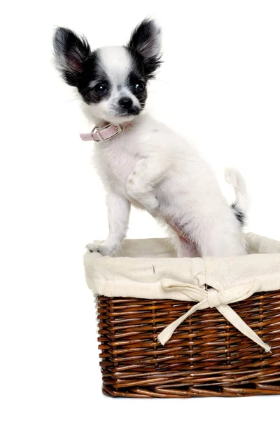 Chihuahua Perro Aislado Sobre Fondo Blanco Limpio — Foto de Stock