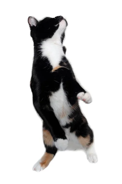 Gato Feliz Jugando Aislado Sobre Fondo Blanco Limpio — Foto de Stock