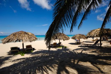 Avuçlar ve parsollar egzotik Küba 'da