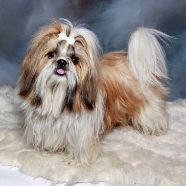 Üzgün shih tzu köpeği ayakta