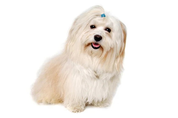 Happe Coton Tulear Hond Zit Geïsoleerd Een Schone Witte Achtergrond — Stockfoto