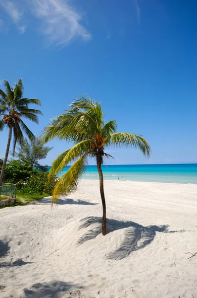 Palmy Plaży Varadero Kuba — Zdjęcie stockowe